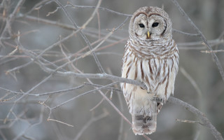 Barred owl perched forest nature - a tree branch in a forest free wallpaper