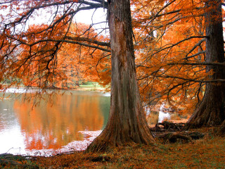 Lake trees orange leaves bench - a bench in the foreground free wallpaper