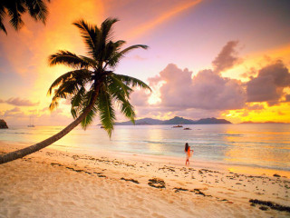 Woman walking beach palm tree - florianne becker free wallpaper