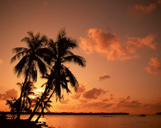 Palm tree silhouette sunset water - a palm tree free wallpaper for desktop