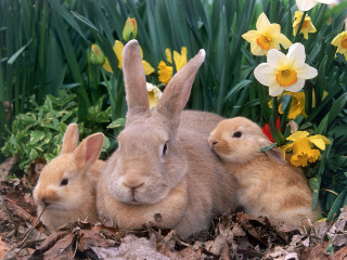 Two rabbits sitting grass daffodils - two rabbit free wallpaper