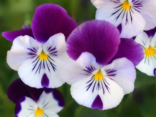 Purple white flowers yellow centers - yellow center free wallpaper