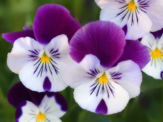 Purple white flowers yellow centers 2 - yellow center free wallpaper