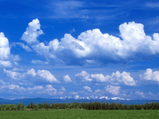 Cows grazing field blue sky - a few cow free wallpaper