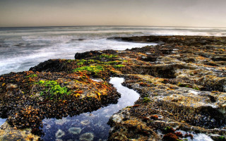 Rocky beach water plants growing - a rocky beach free wallpaper
