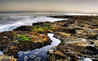 Rocky beach green plants ocean - green plant free wallpaper