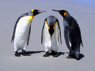 Three penguins beach touching beaks - touching free wallpaper