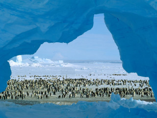 Penguins snow icebergs group standing - ecological free wallpaper