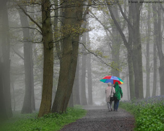 Two people walking path umbrellas - a foggy day free wallpaper