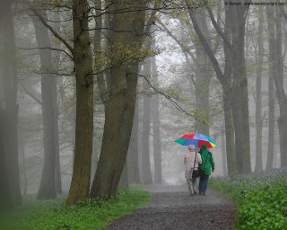Two people walking path umbrellas 3 - a foggy day free wallpaper