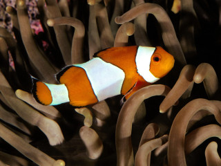 Clown fish swimming water anemone 2 - a clown fish free wallpaper