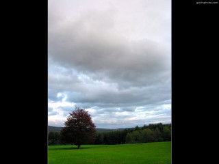 Lone tree field cloudy sky 31 - david brewster free wallpaper