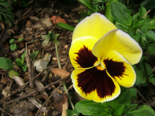 Yellow red flower green leaves 9 - a few leaf free wallpaper