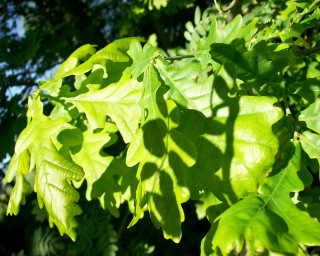 Leafy tree closeup leaves branches 2 - deep free wallpaper