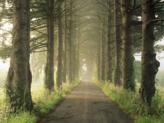 Dirt road tall trees grass 2 - both side free wallpaper