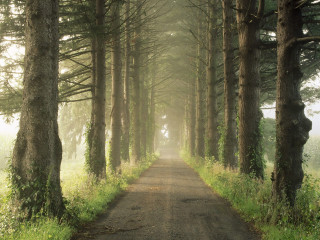 Dirt road tall trees grass 5 - both side free wallpaper