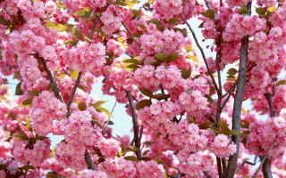 Tree pink flowers green leaves - boetius adamsz bolswert free wallpaper for desktop