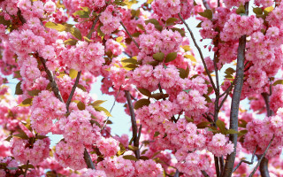 Pink flower tree green leaves 4 - boetius adamsz bolswert free wallpaper for desktop