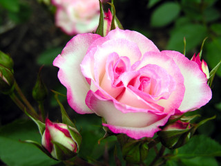 Pink white rose garden blurry - a garden area free wallpaper