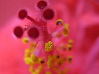 Pink flower yellow stamens macro 4 - the center free wallpaper
