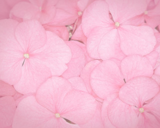 Pink flowers in the air - the air together free wallpaper