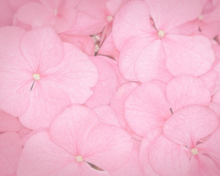 Pink flowers in the air 2 - the air together free wallpaper