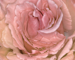 Pink rose macro williams watercolor 2 - a pink rose free wallpaper