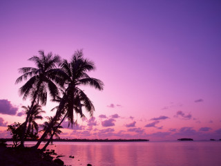 Palm tree silhouette purple sunset - a palm tree free wallpaper