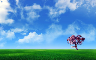 Lone tree green field blue 6 - white cloud free wallpaper for desktop