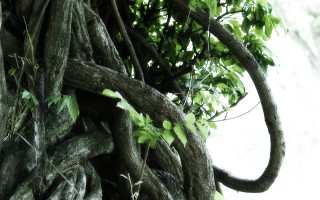 Tree vines clock side nature 2 - vine free wallpaper for desktop