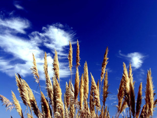 Tall grass blue sky clouds 11 - tall grass free wallpaper for desktop