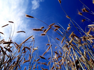 Blue sky clouds tall grass 5 - free autumn wallpaper for desktop