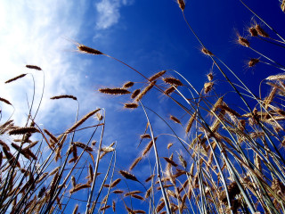 Blue sky clouds tall grass 6 - free sky wallpaper for desktop