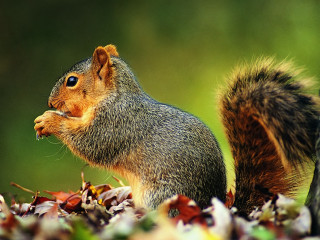 Squirrel eating nut field leaves - leaf and grass free wallpaper