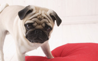 Small pug red cushion white 3 - a white wall behind free wallpaper