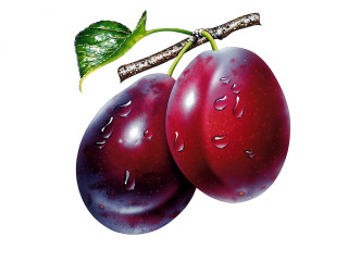 Two plums water drops on - the branch free wallpaper