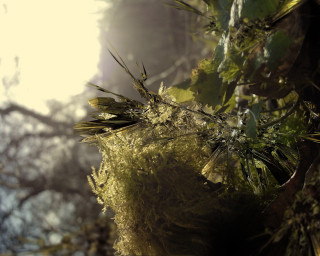 Mossy tree branch sunlight through - mossy free wallpaper for desktop