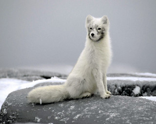 White fox rock snow ice 3 - a white fox free wallpaper