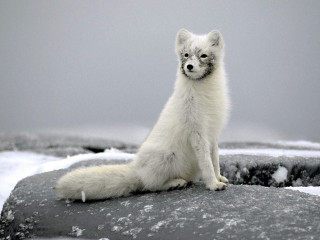 White fox rock snow ice 5 - a white fox free wallpaper