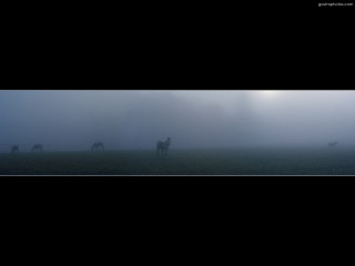 Horses foggy field sky black - andreas gursky free wallpaper