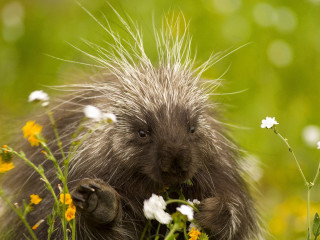 Porcupine standing field flowers grass 2 - its front paw free wallpaper for desktop