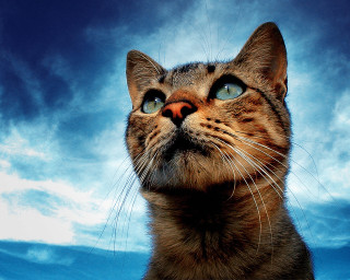 Cat looking up blue sky 3 - the sky free wallpaper