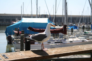 Seagull dock marina boats blue 3 - a seagull free wallpaper