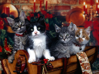 Kittens wooden boat christmas decoration - a group of kittens free wallpaper