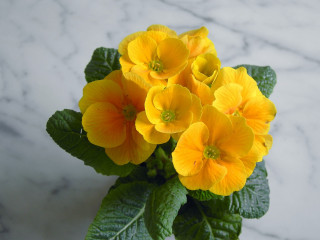 Yellow flowers table marble wall 4 - area free wallpaper