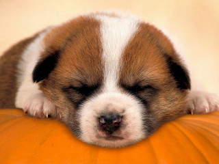 Puppy sleeping pumpkin white background 4 - his head free wallpaper