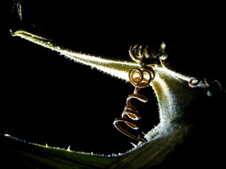 Close up plant light stem - a close up of a plant free wallpaper