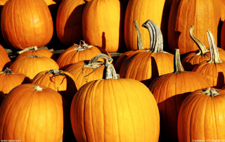 Large group pumpkins pile smaller - fall vibrancy free wallpaper