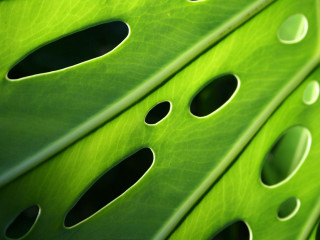 Green leaf holes black hole 2 - hole free wallpaper