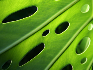 Close up green leaf holes - hole free wallpaper